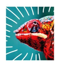 Boxer En Coton Bio Pullin Cameleon -Sousvêtement Magasin boxer en coton bio pullin cameleon imprime 4