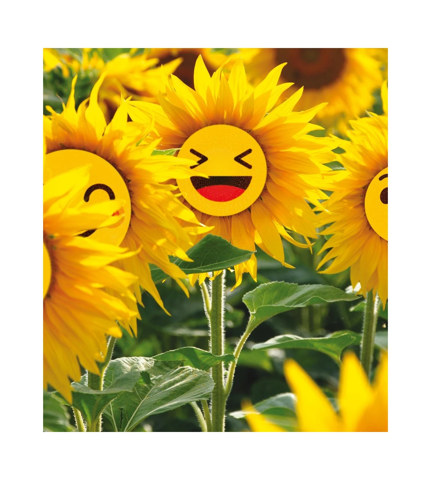 PULLIN Boxer En Lycra Fashion 2 Sunmojie 3 PULLIN Boxer En Lycra Fashion 2 Sunmojie – Image 3